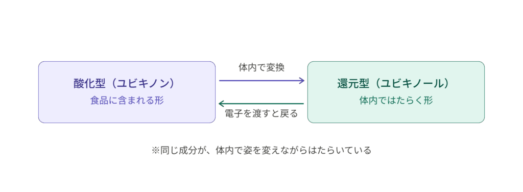 コエンザイムQ10の酸化型と還元型が体内で変換し合う関係を示す図