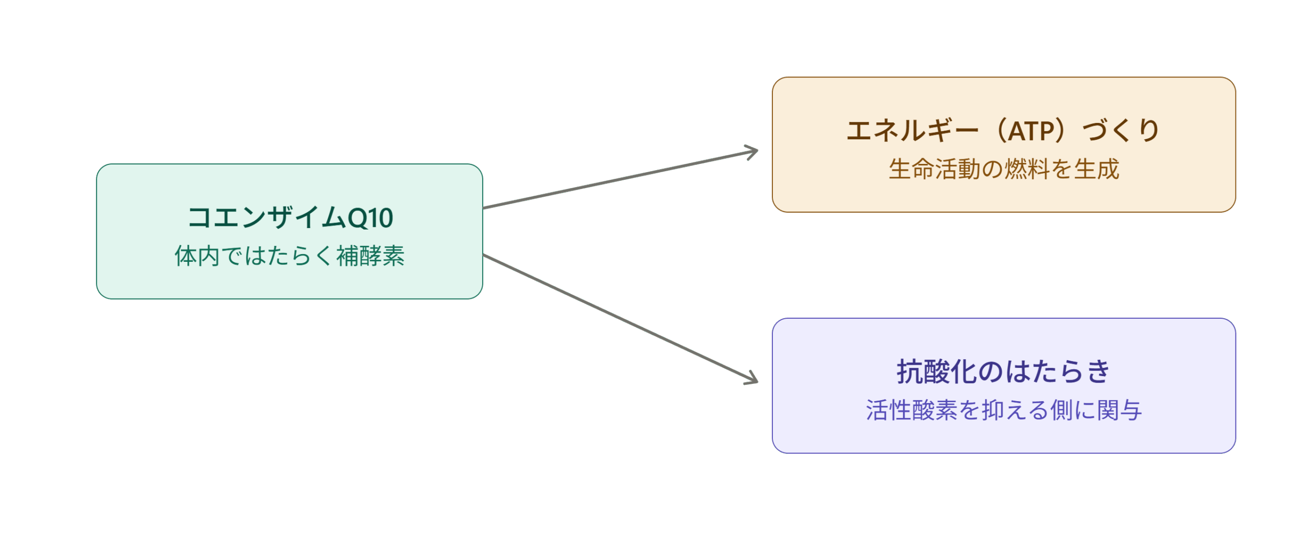 コエンザイムQ10の2つのはたらき（エネルギー産生と抗酸化）を示す図解