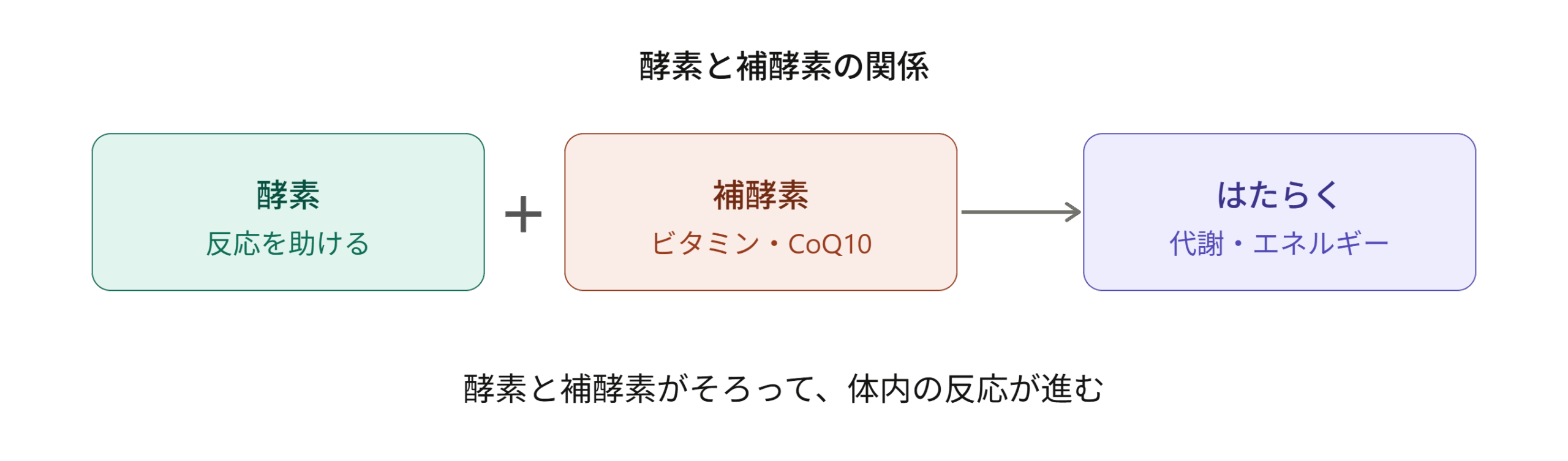 酵素と補酵素が組み合わさって体内の反応（代謝・エネルギー産生）が進む仕組みを示す図
